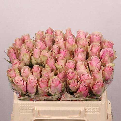 Rosa grootbloemig Pink Athena