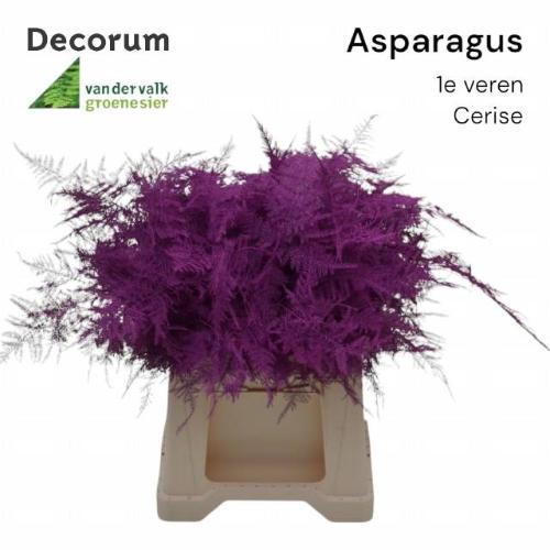 Asparagus overig kleurbehandeld H%