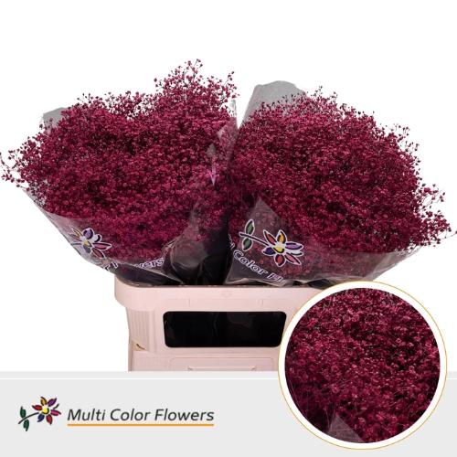 Gypsophila overig kleurbehandeld H%