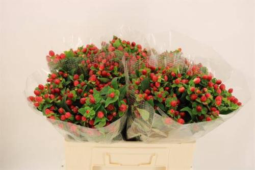 Hypericum inodorum Magical Triumph