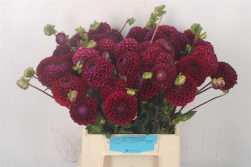 Dahlia 'Ivannetti'