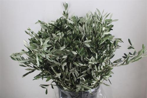 Olea europaea per bos