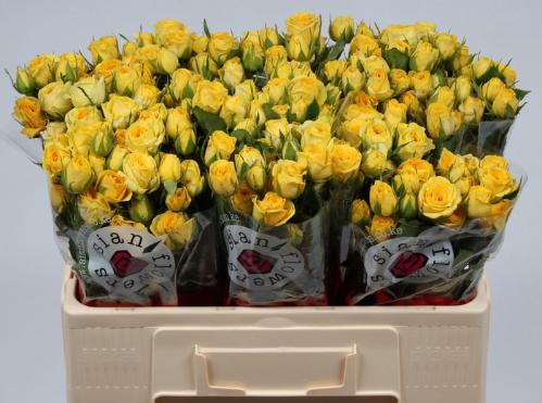 Rosa tros Golden Blossoms