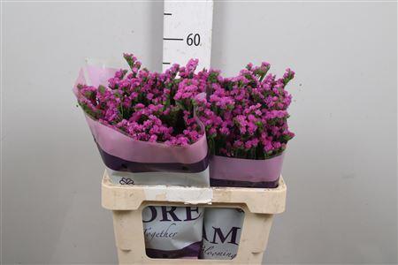 Limonium sinuatum Rosa Sun Birds