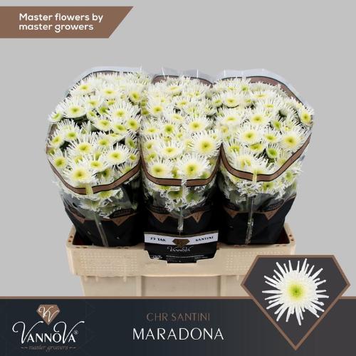 Chrysanthemum (Indicum Grp) tros santini Maradona