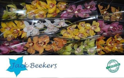 Cymbidium grootbloemig per tak gemengd