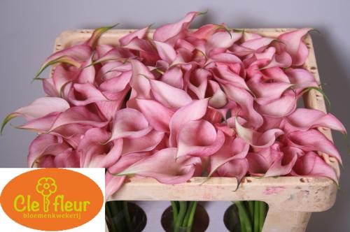 Zantedeschia 'Pink Design'