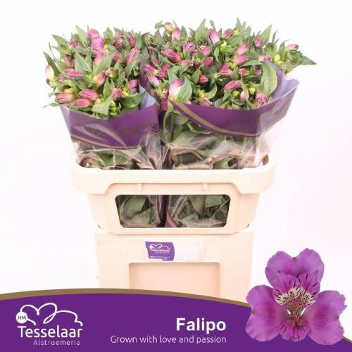 Alstroemeria Falipo