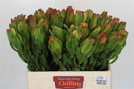 Leucadendron 'Laurel Yellow'