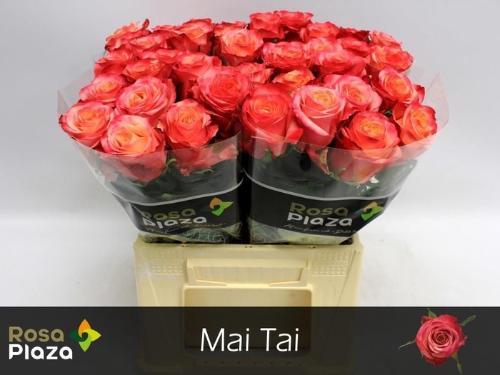 Rosa grootbloemig Mai Tai