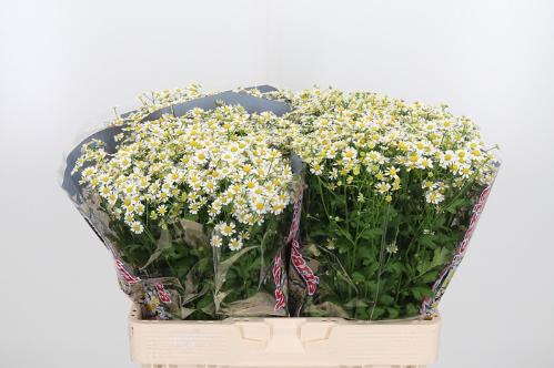 Tanacetum parthenium 'Single Vegmo'