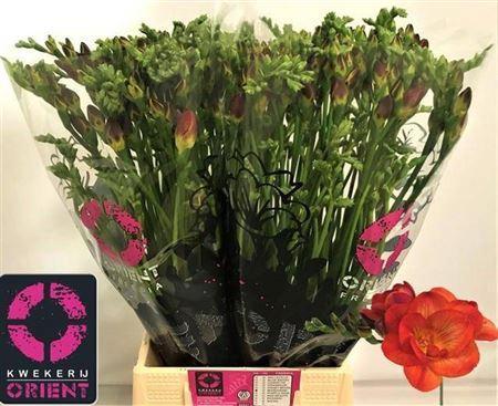 Freesia dubbelbloemig Mandarine