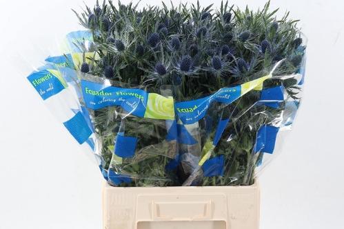 Eryngium Magical Blue Lagoon
