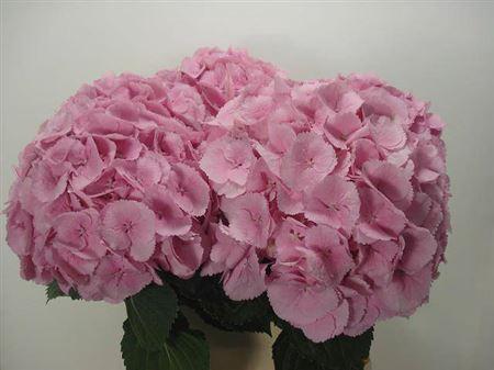 Hydrangea macrophylla 'Mammoet'