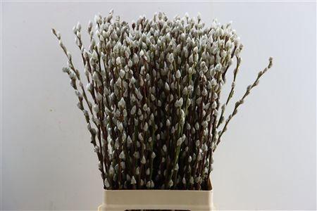 Salix Wilgenkatjes
