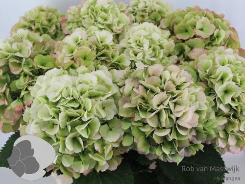 Hydrangea macrophylla Noordpool (classic)