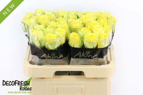 Rosa grootbloemig overig