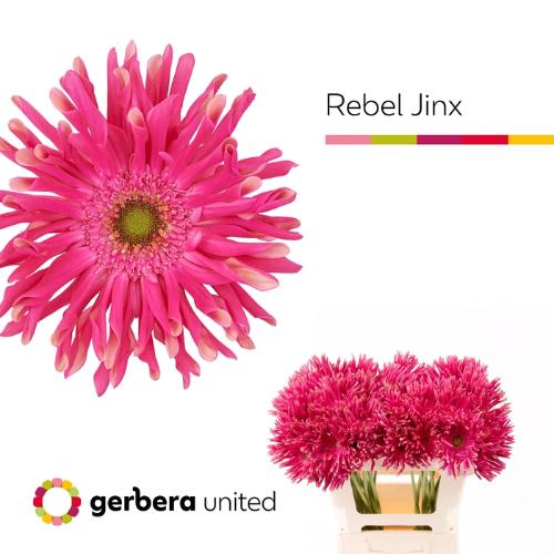 Gerbera grootbloemig krulvormig Rebel Jinx
