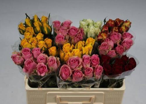 Rosa kleinbloemig gemengd in fust