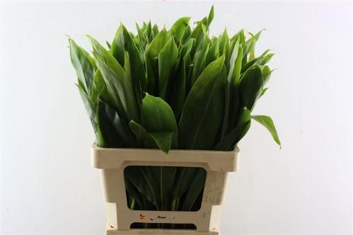 Cordyline fruticosa 'Purple Compacta' (decor)