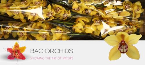 Cymbidium grootbloemig per tak 'La Vie Stella'