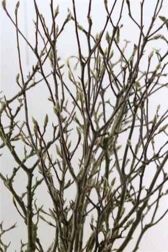 Magnolia grandiflora