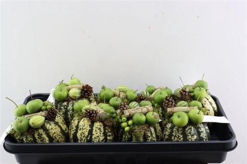 Cucurbita pepo