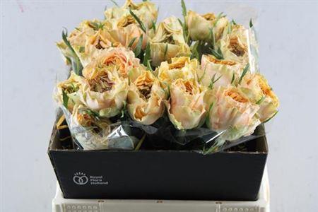 Rosa grootbloemig Golden Lady