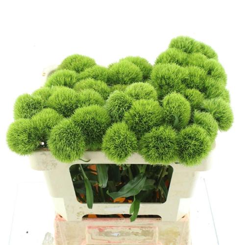 Dianthus barbatus Kiwi Mellow