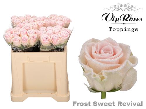 Rosa grootbloemig kleurbehandeld H%