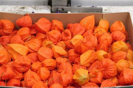 Physalis alkekengi lampion (los)