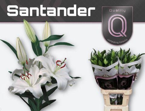 Lilium Oriental Grp 'Santander'