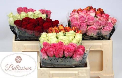 Rosa grootbloemig gemengd in fust