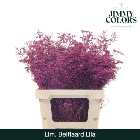 Limonium overig kleurbehandeld H%
