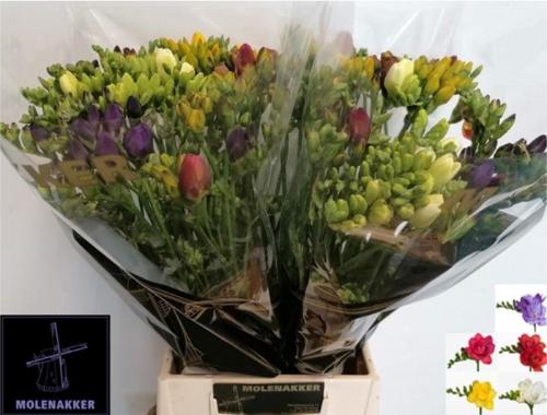 Freesia dubbelbloemig gemengd