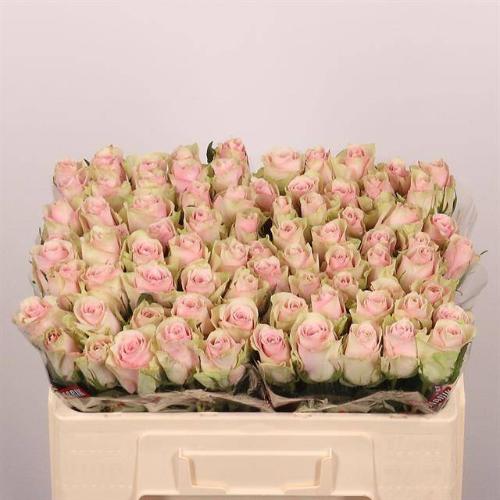 Rosa grootbloemig Pink Athena