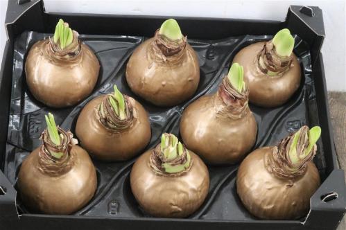 Hippeastrum bol gewaxt H%