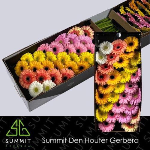 Gerbera mini gemengd op rij