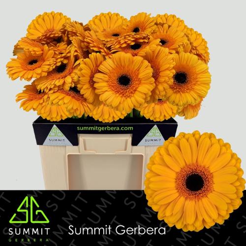 Gerbera grootbloemig 'Oaklyn'