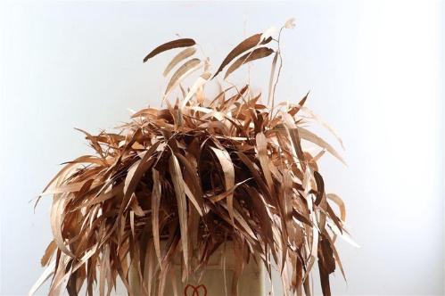 Eucalyptus cinerea kleurbehandeld per bos H%