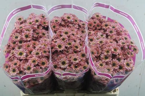 Chrysanthemum (Indicum Grp) tros santini Yin Yang Smokey