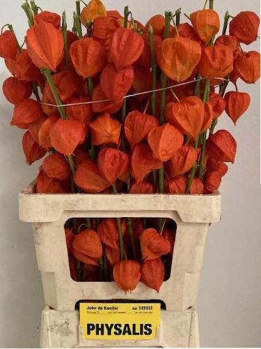 Physalis alkekengi lampion (tak)