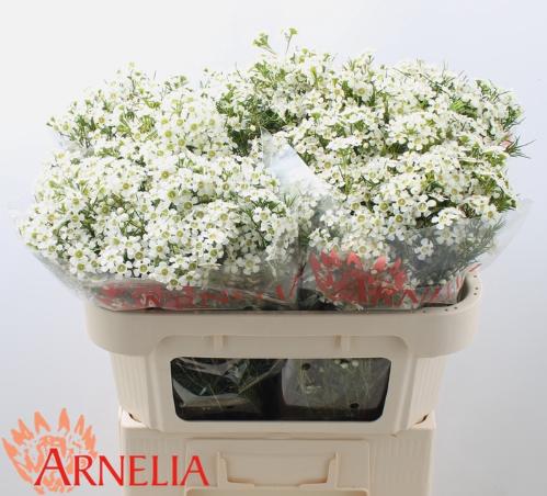 Chamelaucium uncinatum 'Ofir'