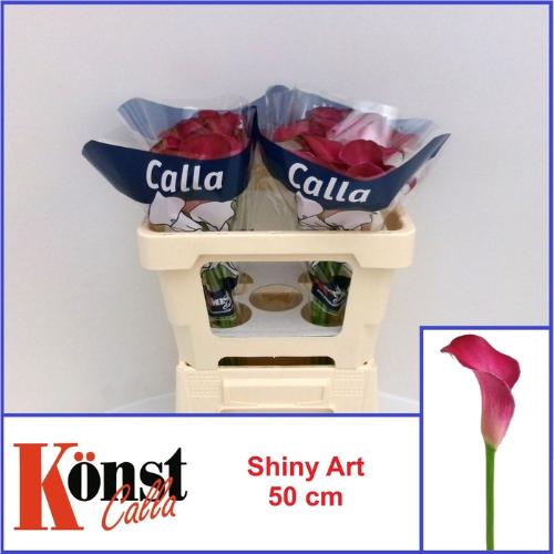 Zantedeschia Shiny Art