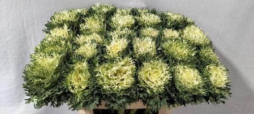 Brassica oleracea 'Crane Feather Pure White'