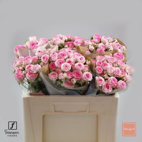 Rosa tros Kate-Lynn