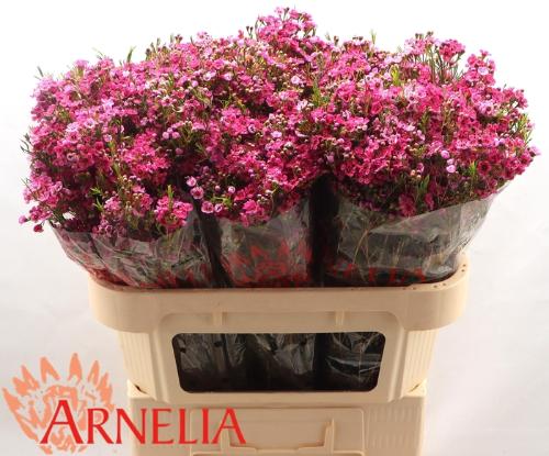 Chamelaucium 'Happy Days'