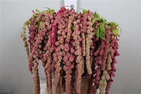 Amaranthus caudatus 'Mira'