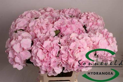 Hydrangea macrophylla 'Verena'