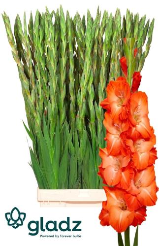 Gladiolus (Large-flowered Grp) 'Stormy'